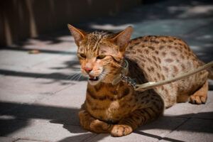 Ashera, el gato más caro del mundo